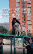 警犬首次过断桥吓出表情包