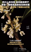 四川入秋失败 桂花都“自闭”了