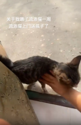 流浪猫被喂食物后带孩子找上门