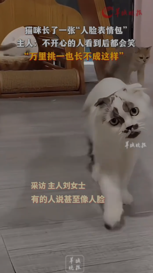 猫咪长了一张人脸表情包